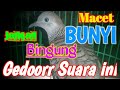 Suara PANCINGAN perkutut lokal - suaranya sangat ampuh buat perkutut MALAS BUNYI ( dicoba).