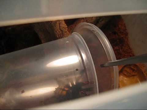 sheet bend P.Irminia gets a new home