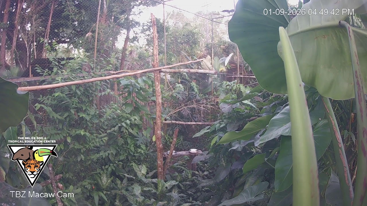The Belize Zoo Live Cam