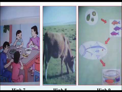 Khoa học 4: Ôn tập động vật và thực vật