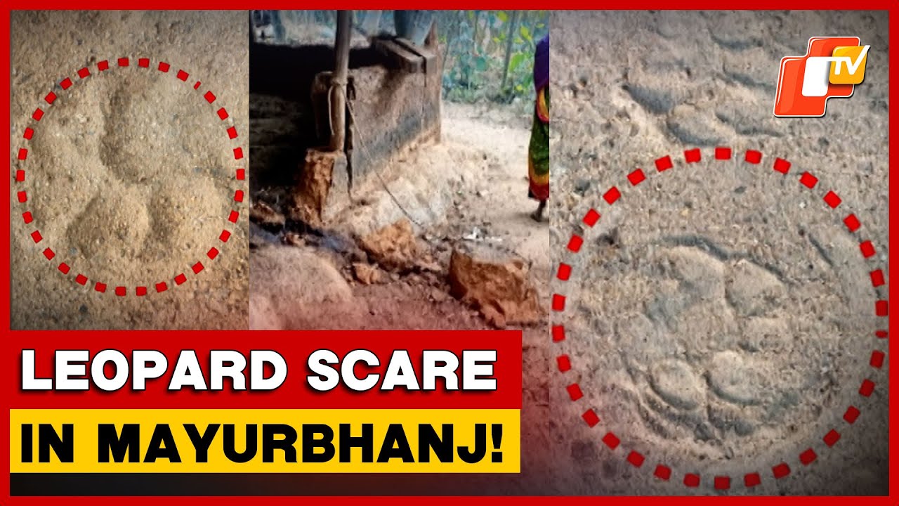 Leopard Scare In Odisha Village; Locals Await Action From Authorities