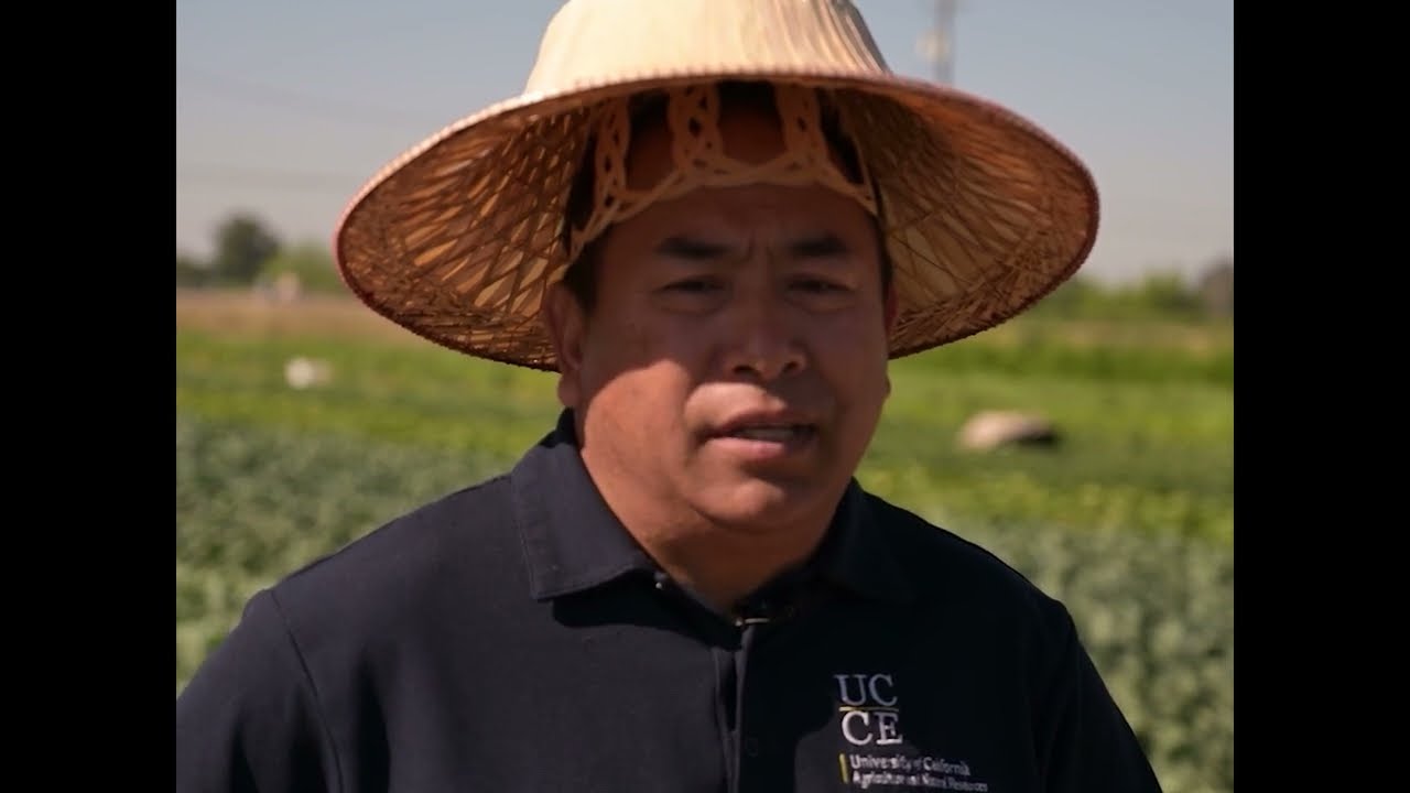 Southeast Asian Vegetables