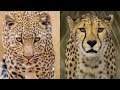 Cheetah vs Macan Tutul | Perbandingan, Pertarungan & Persamaannya