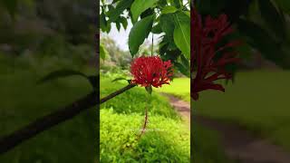 #maharashtra #nature #viralvideo #konkan