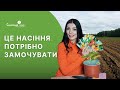 Насіння цих культур потрібно замочувати перед посадкою для кращого врожаю