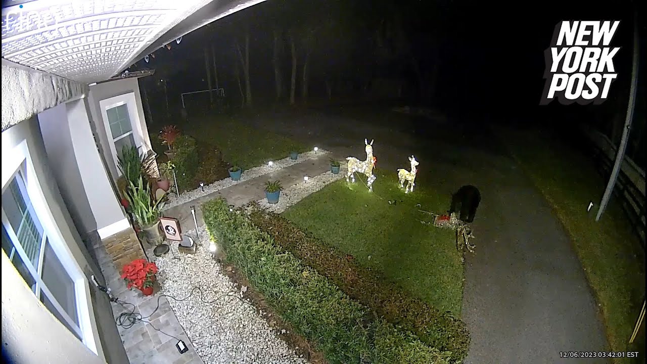 Urso confunde e ataca enfeites de Natal com formatos de renas - Hora 7 - R7  Hora 7