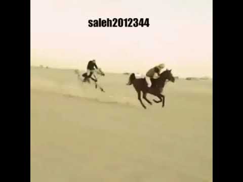 سباق خيل عربي أصيل