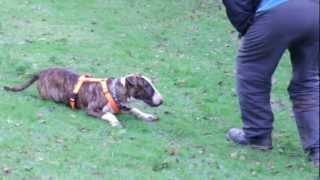 Rudy English Bull Terrier