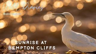 I Set My Alarm for 1AM for THIS! Bempton cliffs sunrise with every Auk back