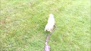 Ritzy at The Agility Club Champ Show 2013