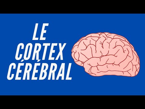 Le Cortex Cérébral - Neuroscience Pour Tous