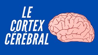 Le Cortex Cérébral - Neuroscience Pour Tous