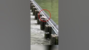 Cá chép vượt Vũ Môn là có thật? #shorts