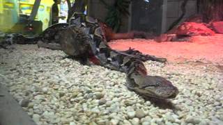 20ft, 200lb Reticulated Python Explores Land and Water