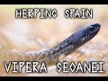 Herping SPAIN | Vipera seoanei & habitat | Relaxing video with natural sounds