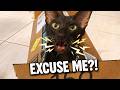 He Really Said “EXCUSE ME?!” 😳🐱