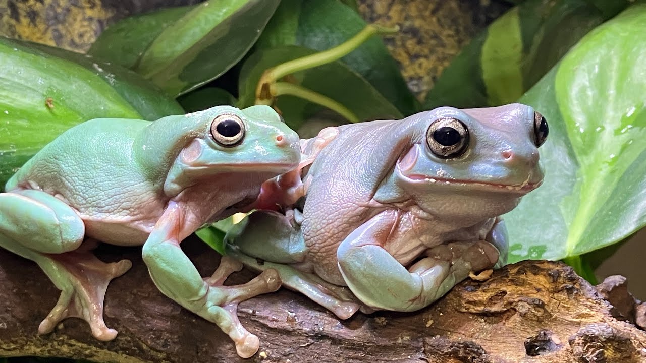 It's Year-End, So I Deep Cleaned My White's Tree Frog Tank 【Frog