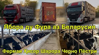 картинка: ДИНА АЗ БЕЛАРУС ПАРТИЯИ КАЛОН 981051630 БУҚАҲОИ ЧЕРНО ПЁСТРИ ГАЛШТЕН БУҚАЧАҲО 2 октября 2025 г.
