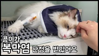 콩이가 복막염이래요