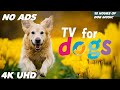 No ADS Dog TV Sleep Music 🐶 Reduces Anxiety and Stress for Pets 🐶💖 #dogmusic