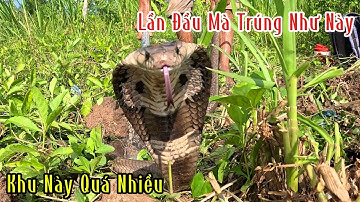 Vùng Này Rắn Quá Nhiều Trúng Mánh | Đam Mê Săn Bắt