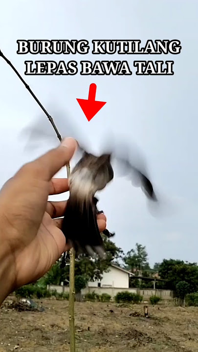 LATIHAN SORE BURUNG PIKAT KUTILANG #pikatkutilanggacor