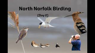 Norfolk Birding