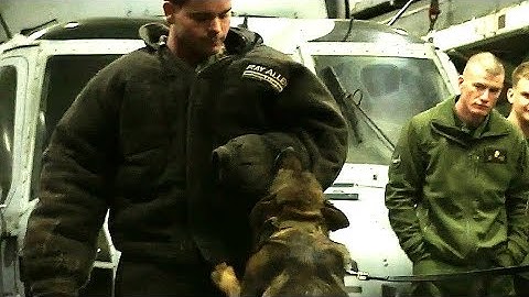 Military WORKING DOGS aboard USS Wasp (LHD-1) DEMONSTRATE CAPABILITIES!