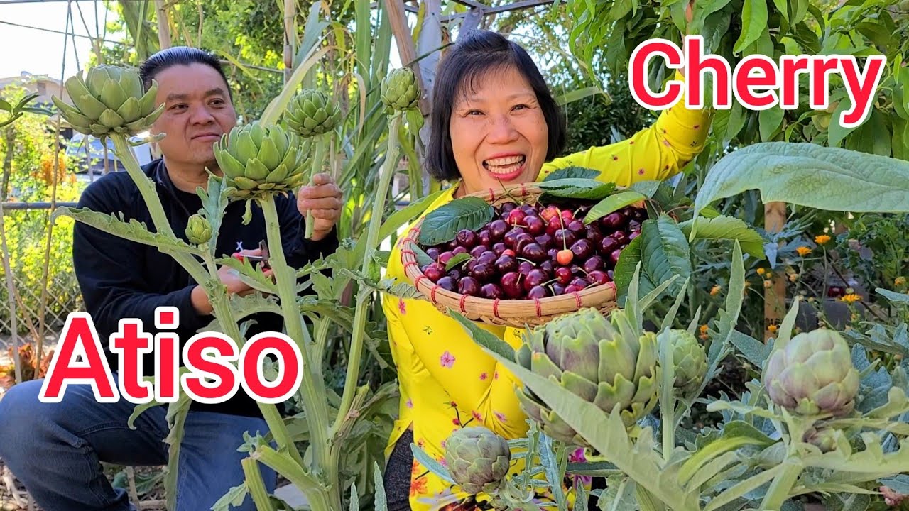 Thu hoạch Atiso, Cherry ngọt, củ dền siêu to tại vườn... - youtube
