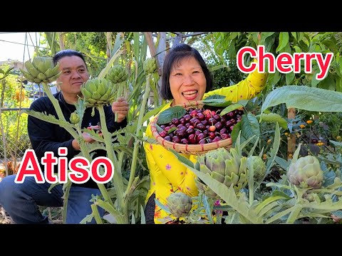 Video Thu hoạch Atiso, Cherry ngọt, củ dền siêu to tại vườn... - youtube