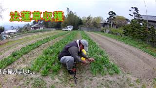 2019033001お花見_法蓮草収穫#020