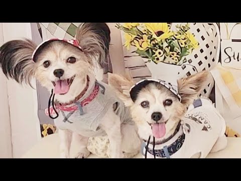 【お盆休み】8/13 オババ達と尾道市のタマキさんへ