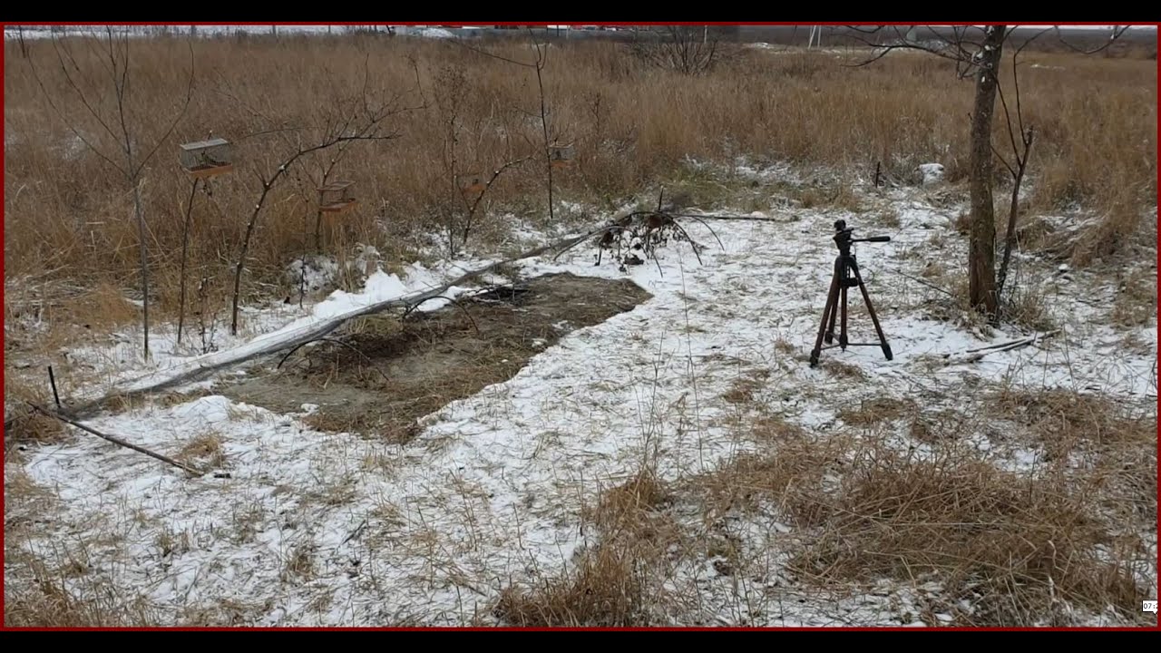 Тайник для ловли птиц своими руками схема
