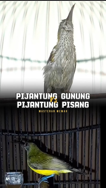MASTERAN MEWAH PIJANTUNG GUNUNG VS PIJANTUNG PISANG GACOR TEMBAKAN PEDAS