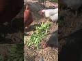 Lovage For The Chickens They Re Not Crazy About It Chickens Lovage Lovage For The Chickens They Re Not Crazy About It Chickens Lovage