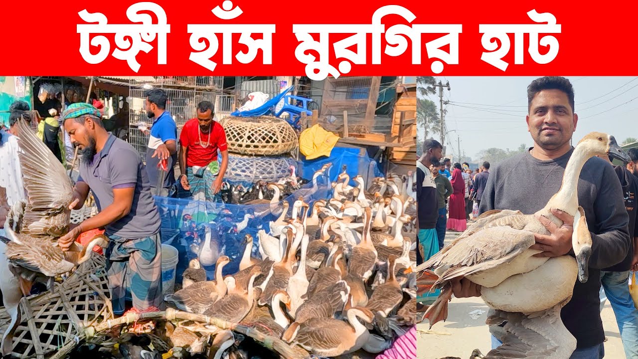 টঙ্গী হাঁস মুরগির হাট || Village Market || Village Market in Bangladesh || Live Village 24