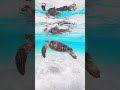 #beach #underwater #oceanlife #ウミガメ #seaturtle #宮古島 #沖縄