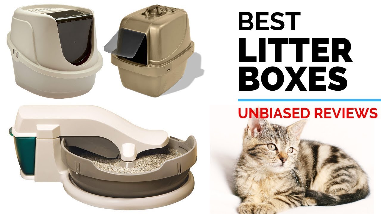10 Best Litter Boxes 2020 Handpicked Top Litter Box Reviews