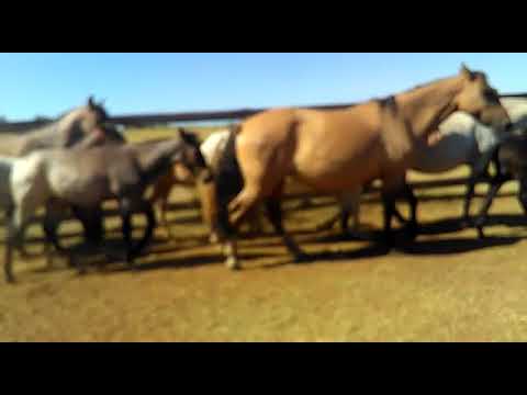 camera iphone 8 plus apk Remate +CABALLOS