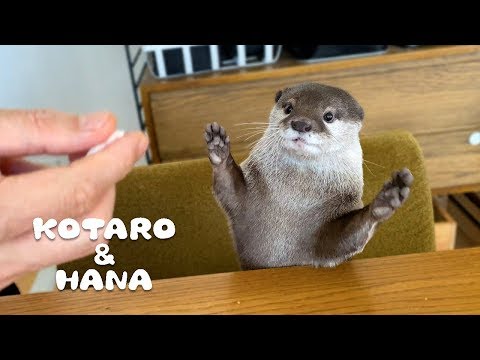 カワウソコタローとハナ　父ちゃんの相席ササミ食 　Otter Kotaro&Hana Love Chicken