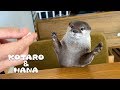 カワウソコタローとハナ　父ちゃんの相席ササミ食堂　Otter Kotaro&Hana Love Chicken