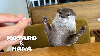 カワウソコタローとハナ　父ちゃんの相席ササミ食堂　Otter Kotaro&Hana Love Chicken
