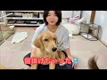 抜けた歯を見てショックを受けるゴルパピだいふく【ゴールデンレトリバーとミニチュアダックスフンド】