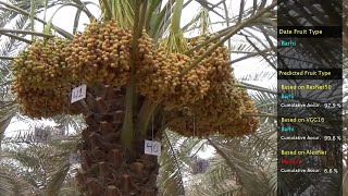 Variety classification of dates using Convolutional Neural Network CNN| التعرف الآلي على انوع التمور