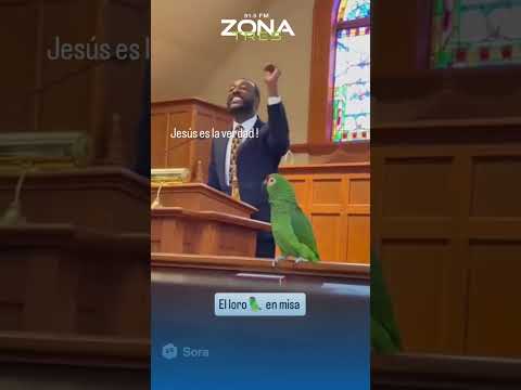 🦜 “El loro predicador” se vuelve viral durante una misa 🙏🎥