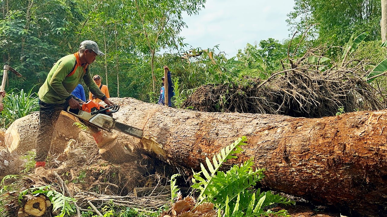 Unstoppable... Stihl ms881, Cut down 2 trees in the rain‼️