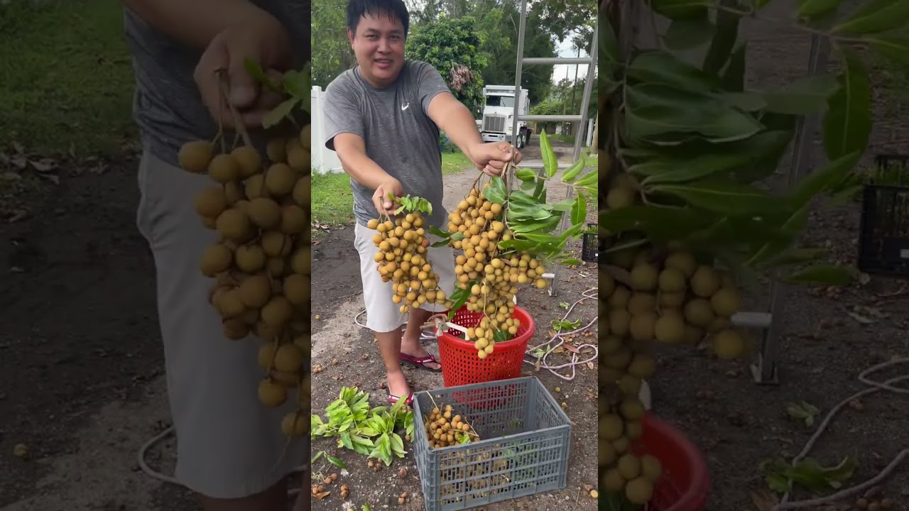 ខែនេះសប្បាយបេះផ្លែមៀនណាស់ អ្នករដ្ឋFlorida 