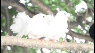 Odilbek Matniyazov - Armon