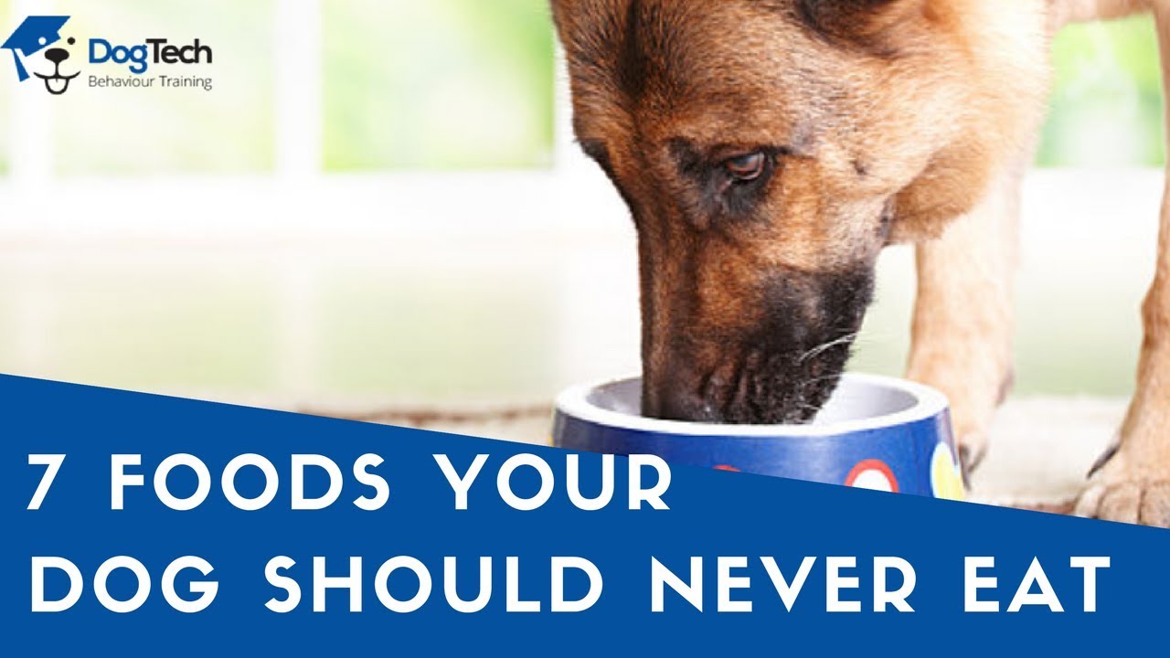 7 Foods Your Dog Should Never Eat DogTech YouTube