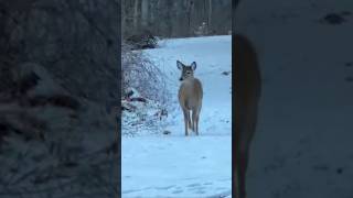 Yearlings  Walking  In The Snow  